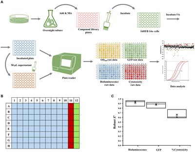 Host cell-based screening assays for identification of molecules targeting Pseudomonas aeruginosa cyclic di-GMP signaling and biofilm formation